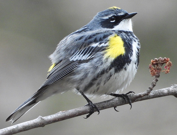 Yellow-rumped Warbler