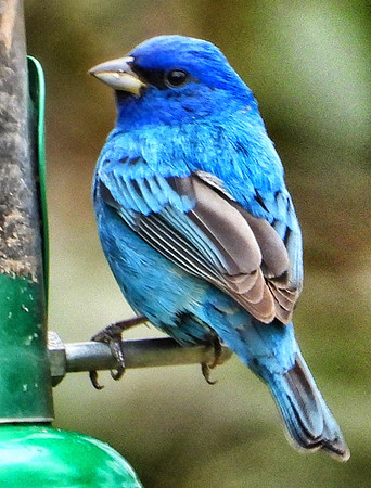 Indigo Bunting