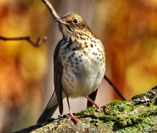 Wood Thrush