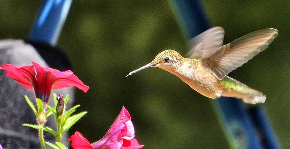 female Hummingbird