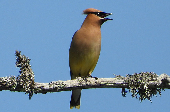 Cedar Waxwing