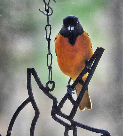 Baltimore Oriole