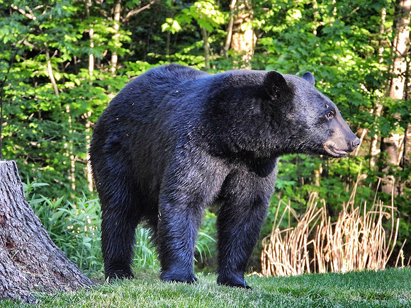Black Bear in yard