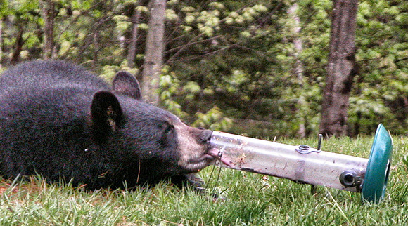 Black Bear eats from bird feeder