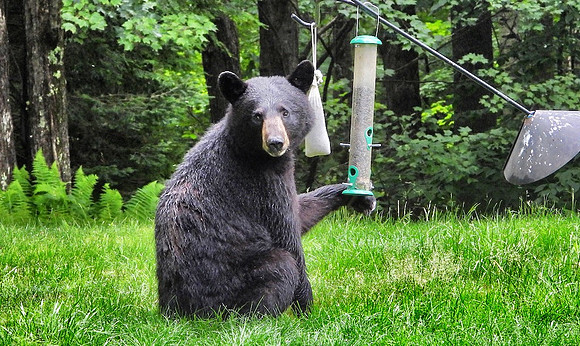 Black bear at bird feeder