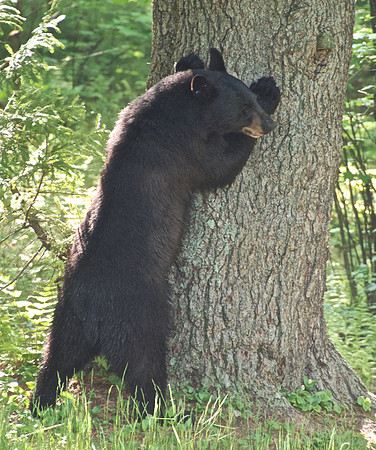 Black Bear marks territory on tree