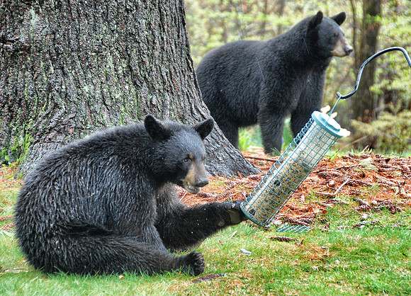 Bears have bird feeder on ground