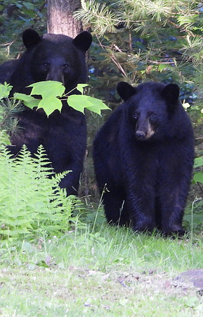 Black Bear pair