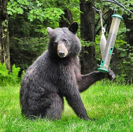Black bear at bird feeder