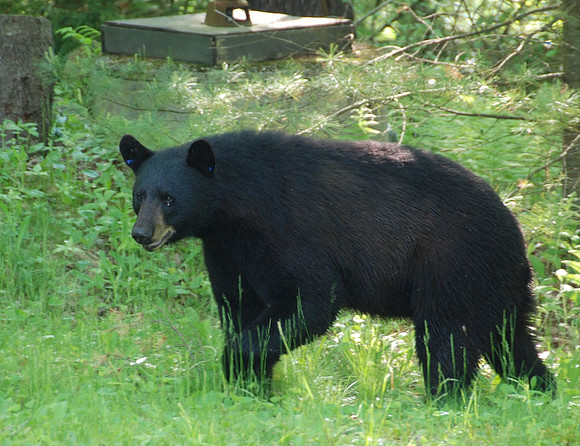 Black Bear in yard