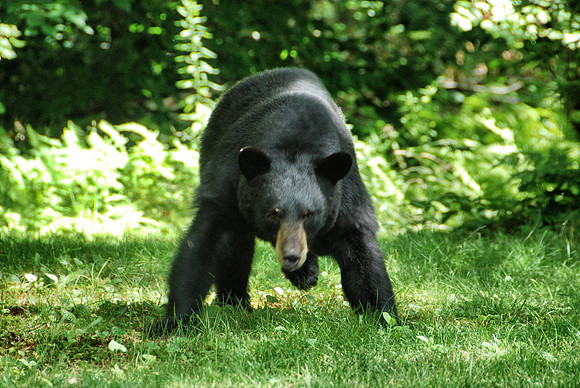 Black Bear in charging position