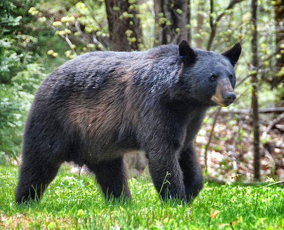 Black Bear in yard