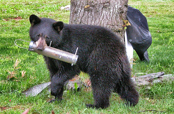 Black Bear with bird feeder in mouth
