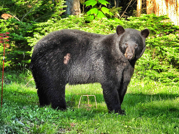 Black Bear