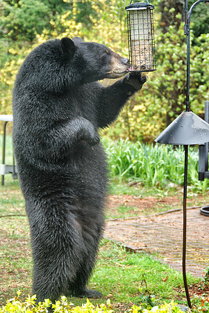 Black Bear eating at bird feeder
