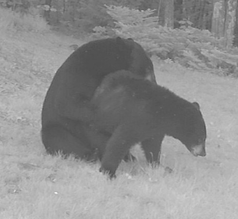 Black Bears mating