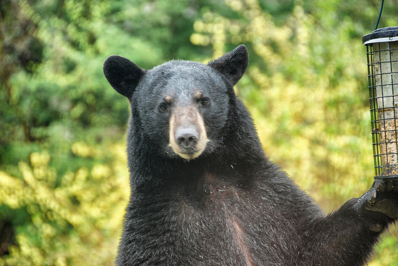 Black Bear looks up from eating at bird feeder