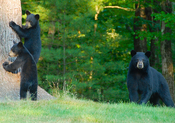 Momma Bear watches as cubs climb tree
