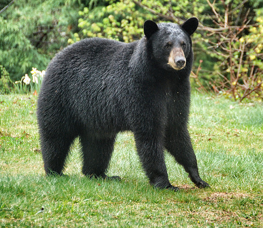 Black Bear in yard