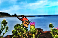 Monarch Butterfly at Cape Nettick, Maine