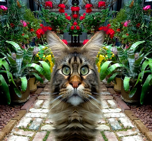 Ziggy