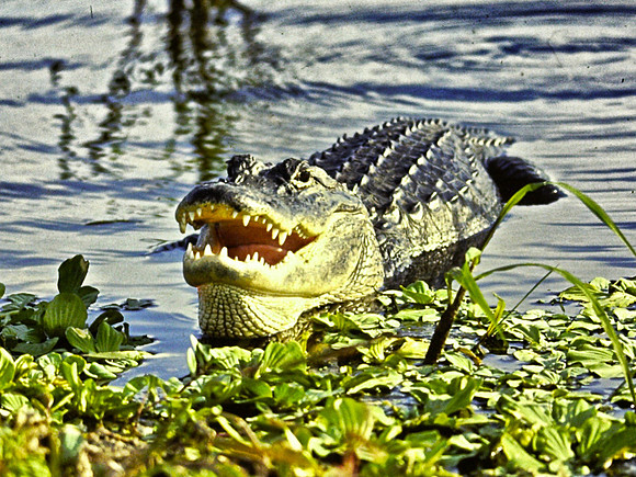 Everglades